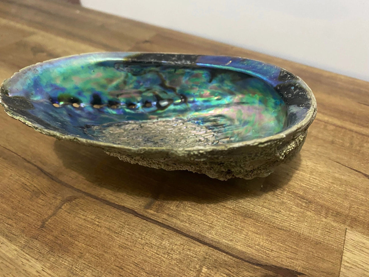 Abalone Shell Natural/Unpolished - Large – Light & Insight