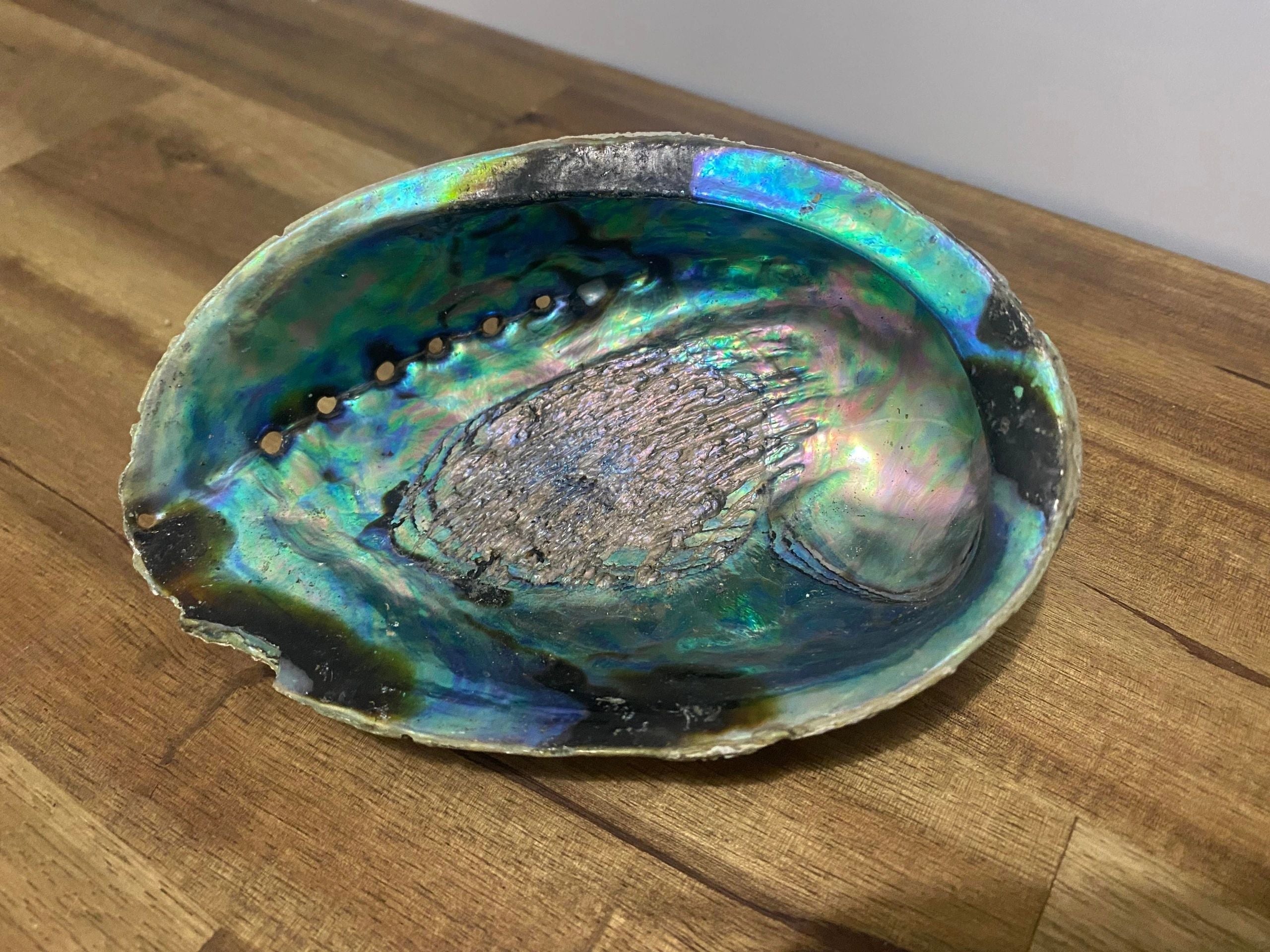 Abalone Shell Natural/Unpolished - Large – Light & Insight